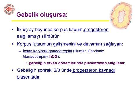 Ppt Üreme Fizyolojisi Powerpoint Presentation Free Download Id 946463