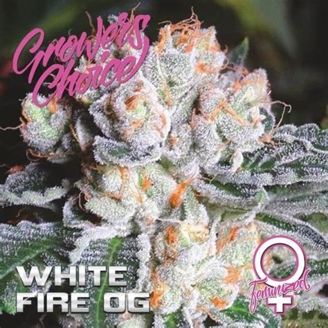 White Fire Og Feminized Growers Choice Zamnesia