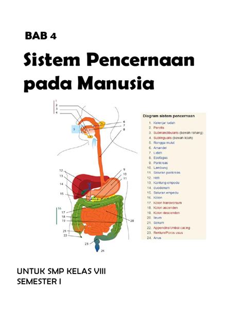 Detail Gambar Sistem Pencernaan Pada Manusia Kelas 7 Koleksi Nomer 18