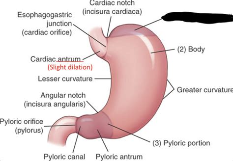 Chapter Biliary Tract And Upper Gastrointestinal System Flashcards