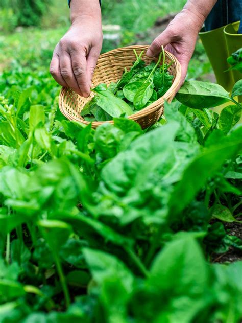 Harvesting Spinach When And How To Pick Spinach