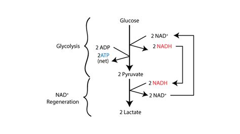 How Does Pyruvate Turn Into Lactic Acid