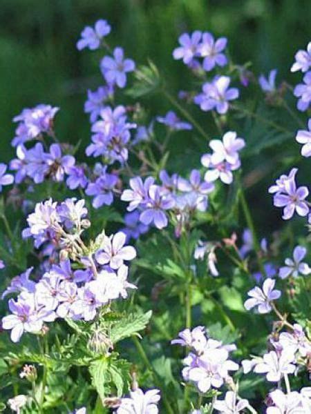 Géranium vivace Prelude Geranium Le Jardin du Pic Vert