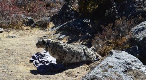 Snow Leopard Captured Fitted With Gps Collar In Nepal