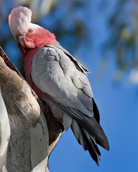 77 best Galah images on Pinterest