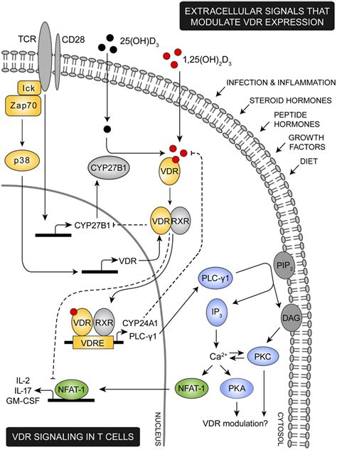 Frontiers The Vitamin D Receptor And T Cell Function Immunology