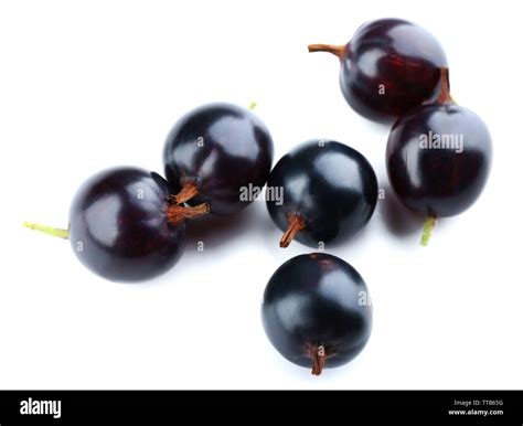 wild black currant isolated  white stock photo alamy