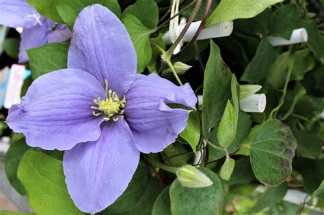 Evison Clematis Waldrebe Boulevard® Zara Tm Luberaat