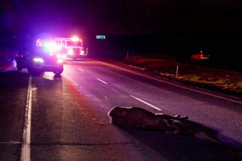 No Injuries In Moose Vehicle Crash On Pitts Memorial Drive Vocm