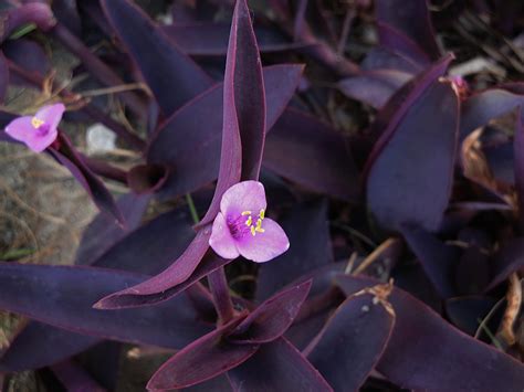 Setcreasea Purpurea Tradescantia Pallida Purpurea Erba Flickr