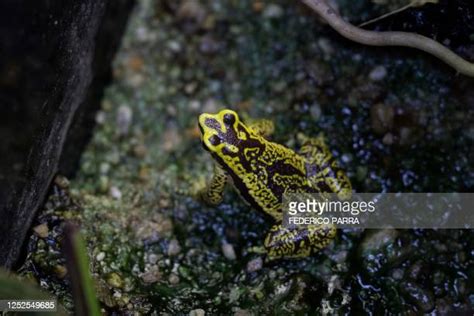 14 Harlequin Toad Stock Photos, High-Res Pictures, and Images - Getty ...