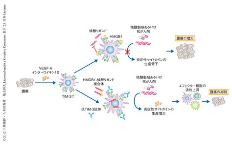 腫瘍に浸潤した樹状細胞はtim 3とhmgb1との相互作用を介し核酸に依存性の自然免疫を抑制する ライフサイエンス 新着論文レビュー