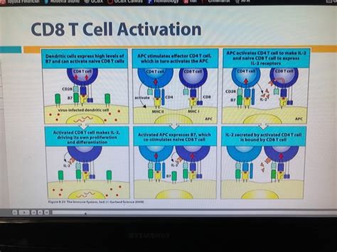 Module Immunology T Cell Activation And Effector Functions And B