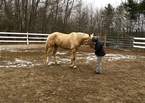 Horses And The Predatorprey Mythology Terry Golson