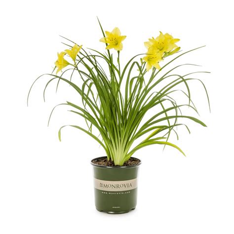 Monrovia 1 Gallon Potted Happy Returns Daylily At