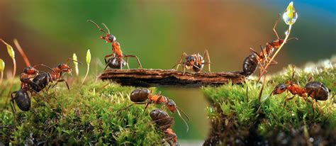 Produits pour les fourmis charpentières Les fourmis charpentières