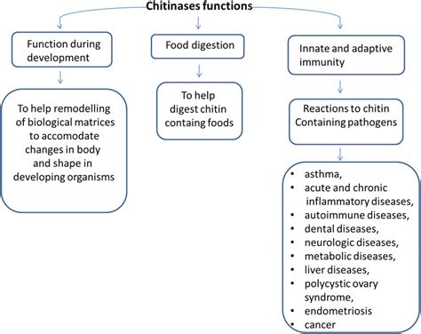 Chitinases proposed functions in organisms. | Download Scientific Diagram