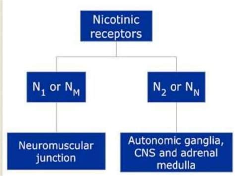 NEUROTRANSMITTERS & RECEPTORS IN ANS | PPT