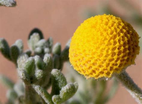 Photo Flore Du Maroc Cotula Cinerea