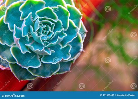 Green Succulent With Bouquet Juicy Thick Leaves Plate Beautiful Blue