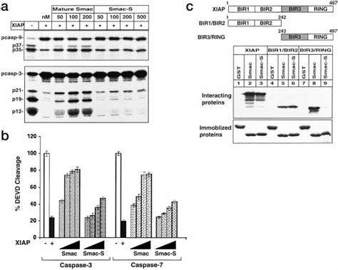 Smac DIABLO Relieves XIAP Inhibition Of The Initiator And Effector