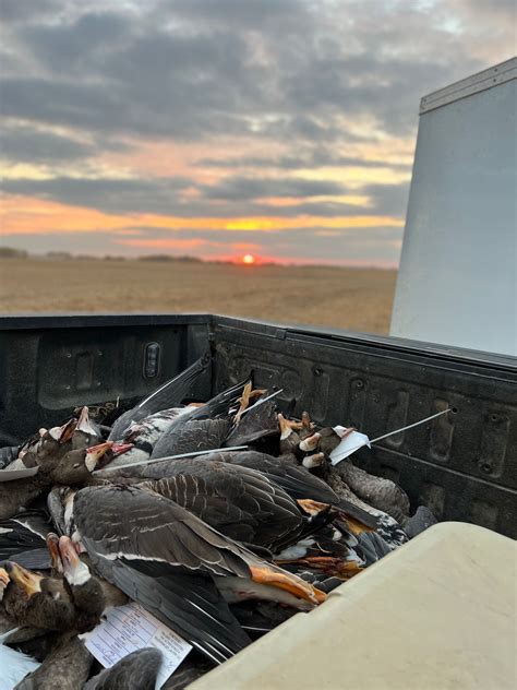 Goose Hunting in Alberta | Hunts | Northern Prairie Outfitters