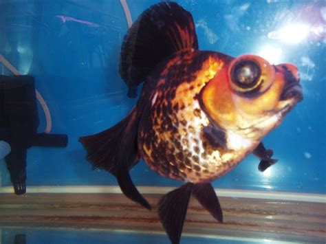 Telescope Eye Goldfish Carassius Auratus Pondife