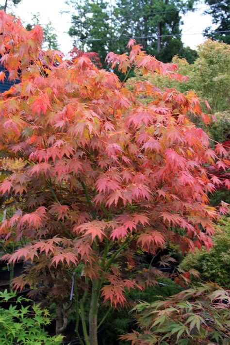 Buy Yezo Nishiki Japanese Maple Tree Free Shipping Wilson Bros