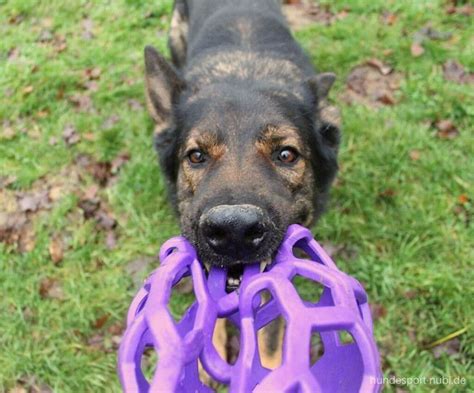 Bungen Zur Impulskontrolle F R Deinen Hund Hunde Welpen Erziehung