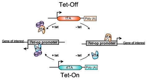 Tet On Off Technology Solution To Induce A Gene On Demand Genoway