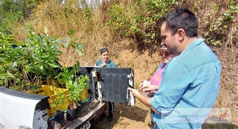 Limeira Intensifica Campanha De Preven O E Combate Ao Greening