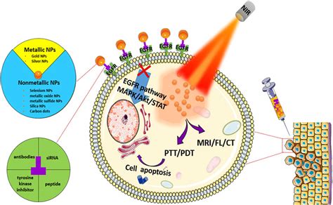 Frontiers The Application Of Inorganic Nanoparticles In Molecular