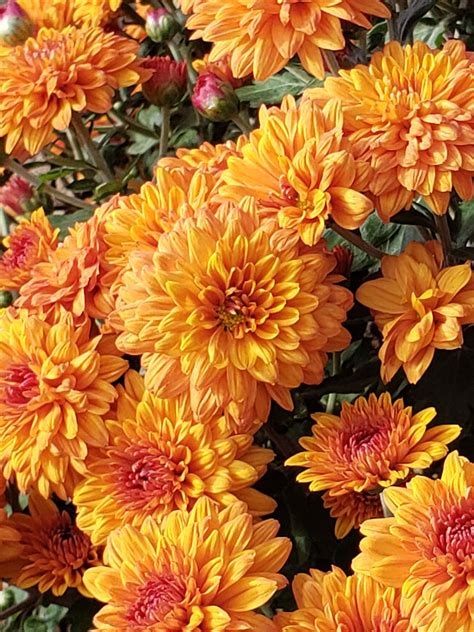 Chrysanthemum Sienna Bronze Bluestone Perennials