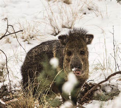 Snow Javelina Aka Collared Peccary Photograph By Renny Spencer