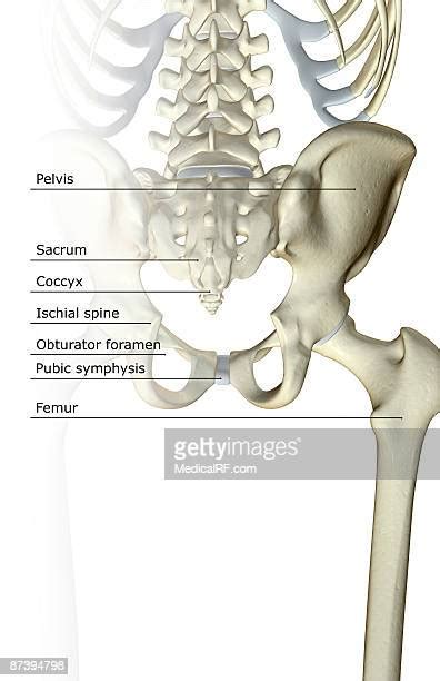 Obturator Foramen Photos and Premium High Res Pictures - Getty Images