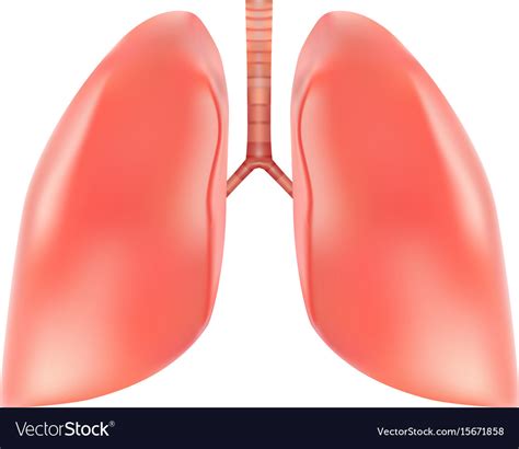 Human Lungs And Trachea Anatomy Isolated Vector Image