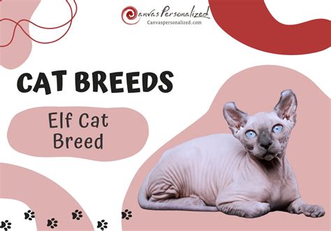 Elf Cat Breed: The Ultimate Guide To Owning This Rare Pet