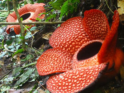 rafflesia arnoldii  bengkulu sumatra indonesia