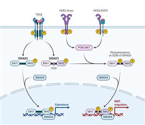 HER2 EGFR Signaling Pathway In Breast Cancer BioRender Science Templates