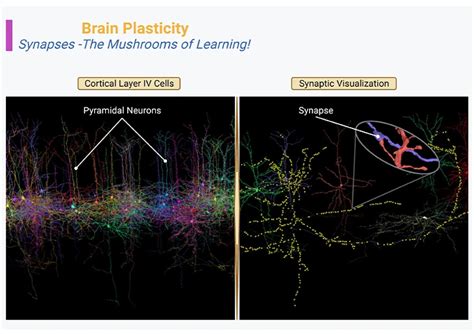 Brain Plasticity: Synapses, Spines, and Neural Networks | FRAT