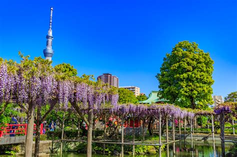 【2022年版】亀戸でイタリアンならここ！都内在住の筆者おすすめの15選【駅チカ・ランチ・デート向けのお店など】｜アニーお祝い体験マガジン