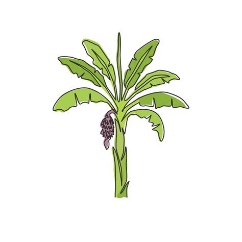 Dibujo De Una Sola L Nea De Pl Tano F Rtil Y Fresco Planta De Banano