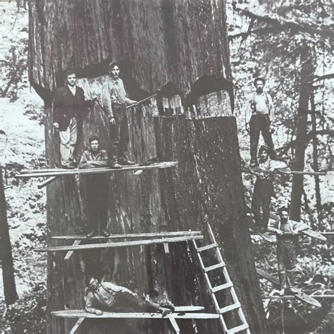 evolution  chainsaw evergreen west