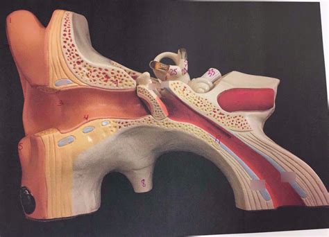 Ear Diagram Quizlet