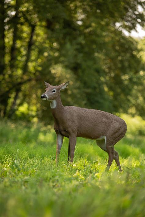 Dsd Standingdoe Dave Smith Decoys Flickr