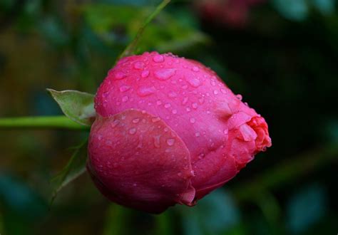 Free Rosebud Rose Images Pixabay