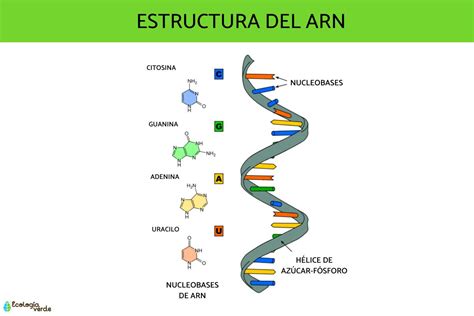 Diferencias Entre Adn Y Arn Cuadro Comparativo Adn Y Arn Adn Adn Images