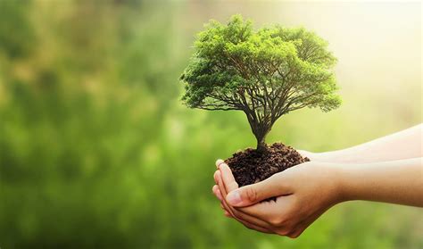 Día Nacional del Árbol la importancia de cuidar nuestros bosques NEA HOY