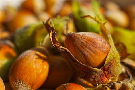 How To Grow Hazelnut Trees Gardeners Path