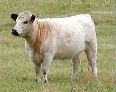 About British White Cattle Breed Archives - Halliburton Farms British ...